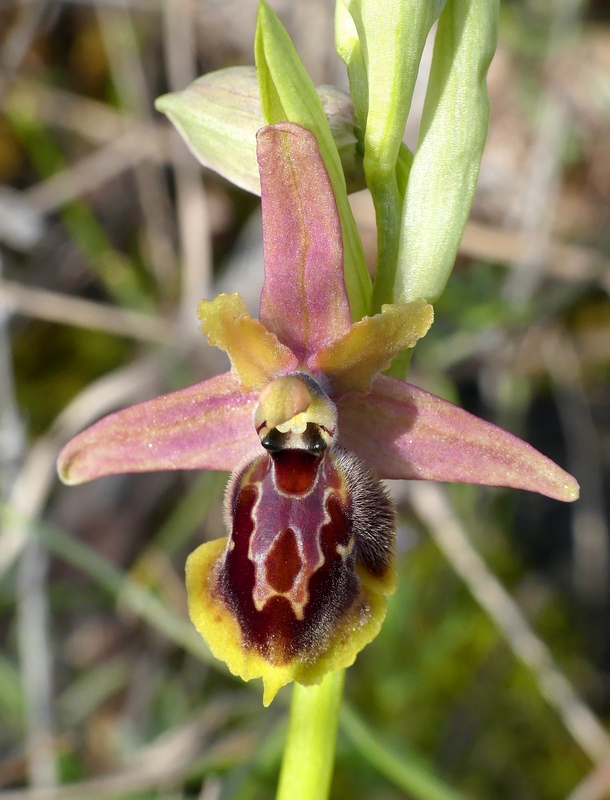 Ophrys exaltata subsp. archipelagi in Abruzzo marzo e aprile 2019